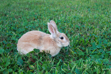 A Beige Rabbit on Grass,  ベージュのウサギが芝生の上に