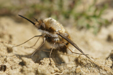 One of the odd-balls of mother nature,  the large bee-fly or the dark-edged bee-fly ( Bombylius major ) a parasite fly on mining bees ( Andrena species )
