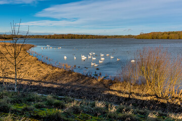A flotilla of swans on Pitsford Reservoir, UK on a sunny day