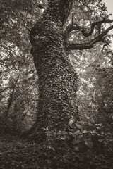 Fototapeta na wymiar Black and white lonely tree in the dark forest