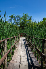 Wooden bridge in a swamp