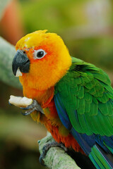  sun parakeet, also known in aviculture as the sun conure