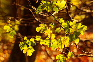 Green and yellow leaves in the bright sun in front of a red-brown, blurred forest background, autumn impression