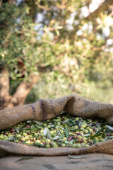 Harvested fresh olives in sacks in a field in Crete, Greece for olive oil production