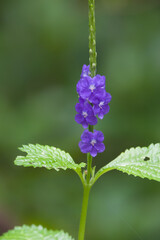 Dark Blue Snakeweed (Stachytarpheta cayennensis)