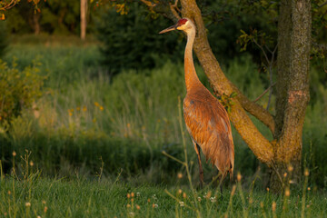 Sandhill crane while zeroing in the park