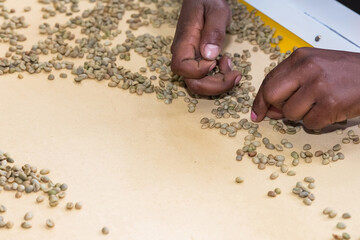 A worker sorting coffee beans at a coffee factory