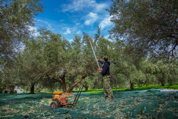 Harvesting fresh olives from agriculturists in an olive tree field in Crete, Greece for olive oil production 