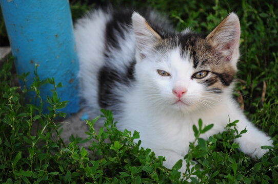 Portrait Of Baby Cat Hiding In Green Grass. Furry White Kitten With Brown Eyes And Spotted Grey Head With Cute Pink Nose Sniffing Air And Looking Into Camera