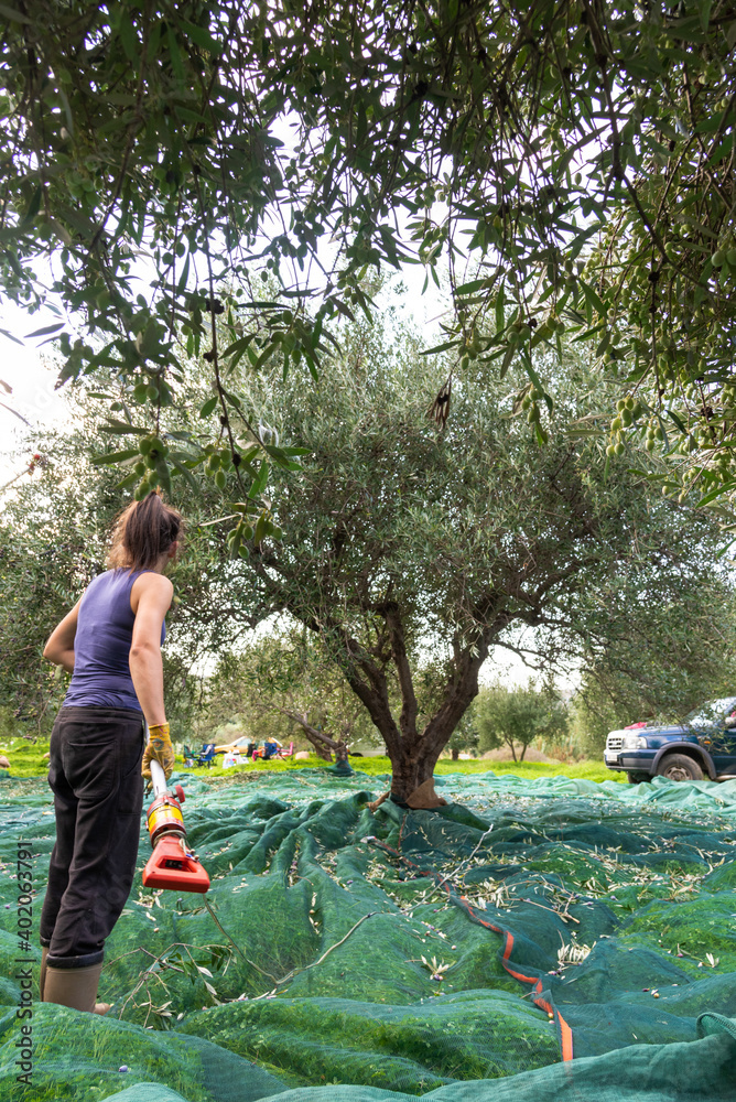 Wall mural Harvesting fresh olives from agriculturists in an olive tree field in Crete, Greece for olive oil production 