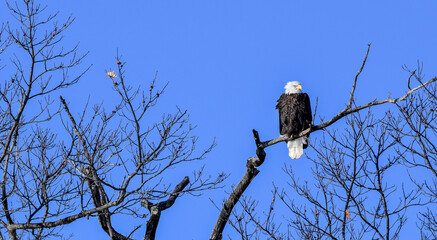Bald eagle perched in the bare tree in winter under bluwesky