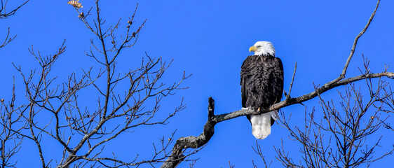 Bald eagle perched in the bare tree in winter under bluwesky