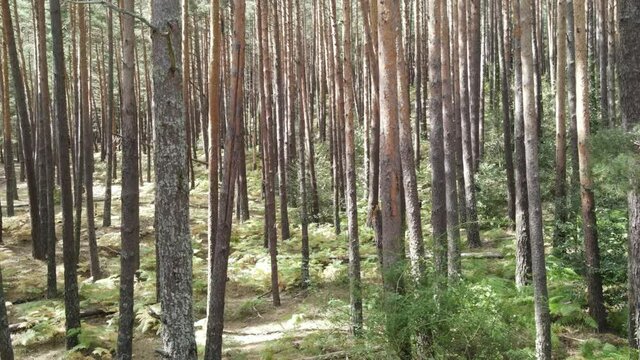 Rascafria forests in view of drone