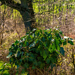 Black fruits of ivy on a tree trunk in sunlight