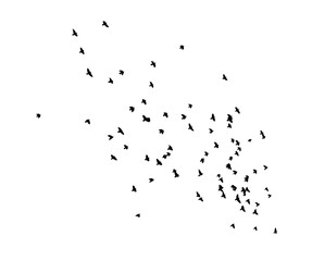A flock of flying birds. Vector illustration
