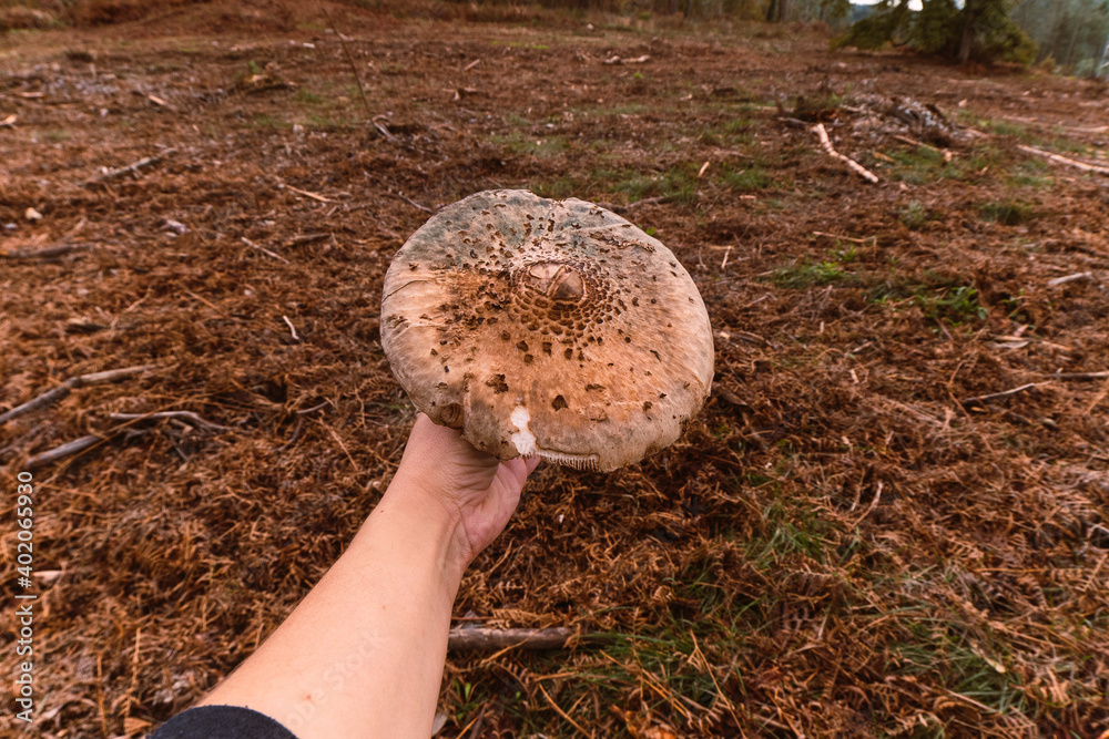 Poster A closeup shot of a hand holding a mushroom in the field