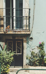 Fototapeta na wymiar A vertical shot of a typical European retro stoop and entrance of a residential house with a balcony with a red-headed cat on it, a bluish wall of the facade, and the flowerbed with a blossoming rose