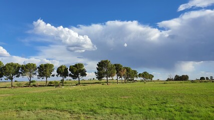 landscape with trees and clouds
