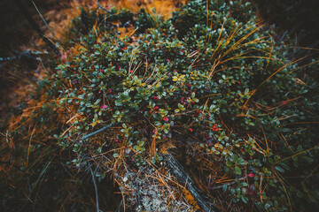 A close-up view with a shallow depth of field of a low evergreen shrub of a lingonberry with red berries in a deep taiga forest surrounded by different moss and conifer needles on the ground