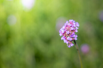 The background image of the colorful flowers