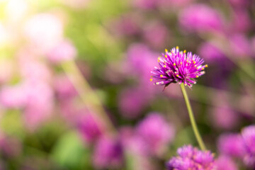 The background image of the colorful flowers