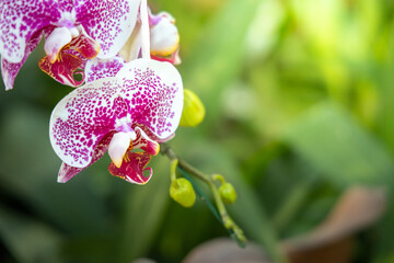 Beautiful blooming orchids in forest