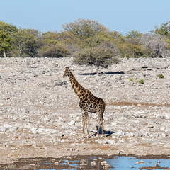Etosha, Namibia, June 19, 2019: A black giraffe stands at a watering hole in the middle of a rocky desert with bushes in the background