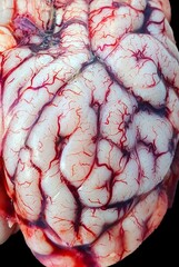 a brain with blood veins