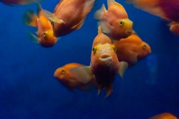 Orange fishes