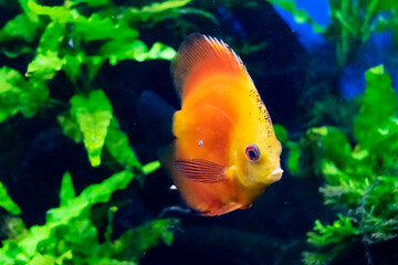 Espiga fish