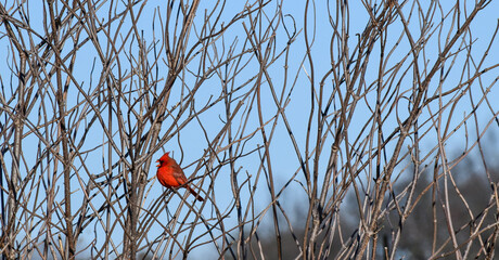 bright red cardinal bird perched on the branch in winter