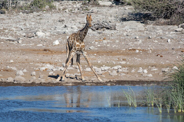 Etosha, Namibia, June 19, 2019: A giraffe stands with legs apart and prepares to drink water at a watering hole in the rocky desert