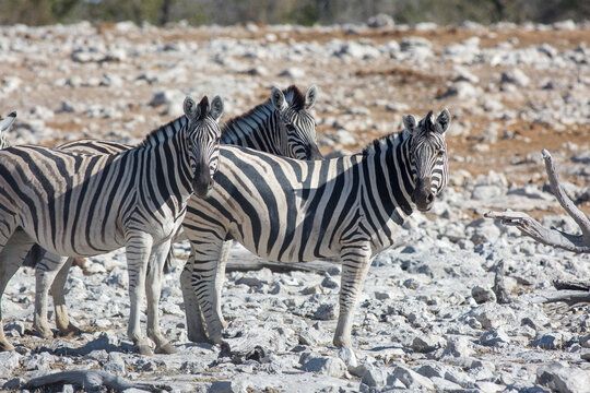 Etosha, Namibia, June 19, 2019: Three zebras stand in the middle of a rocky desert looking into the camera.