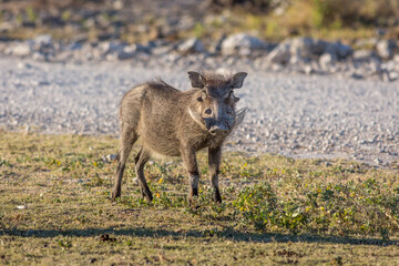 Etosha, Namibia, June 19, 2019: An adult male warthog stands on a grassy lawn in a rocky desert.