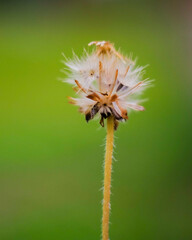 dandelion