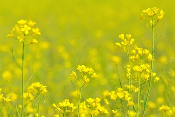 Canola blossom in spring