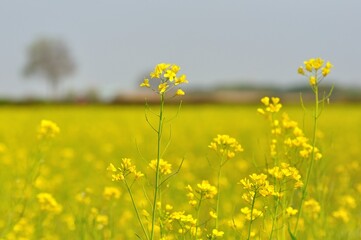 Canola blossom in spring