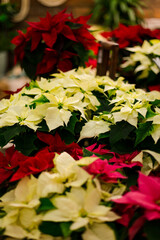 Rows of yellow and red poinsettia flowers.