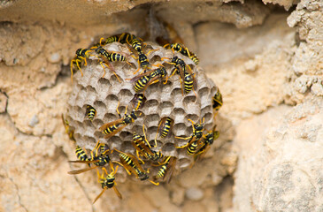 A closeup of bees on a large paper wasp nest under the sunlight in Malta - obrazy, fototapety, plakaty