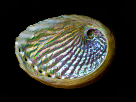 Inside of shell of abalone, showing the iridescence of the mother of pearl.