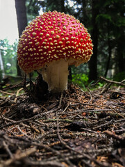 Closeup  fly agaric, amanita muscaria, poisonous mushroom in deep forest 
