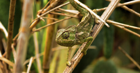 A closeup of a Common chameleon on a dry branch in a field under the sunlight in Malta © James Attard/Wirestock