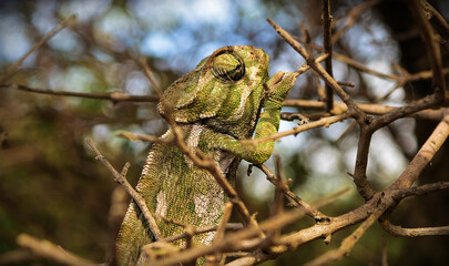 A closeup of a Common chameleon on a dry branch in a field under the sunlight in Malta