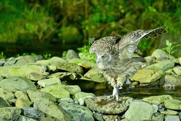 好物の魚を捕まえて飛び出してきたシマフクロウオス＠知床、北海道