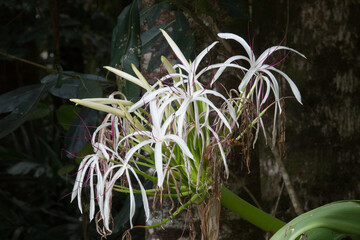 Swamp Lily (Crinum pedunculatum)