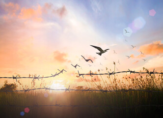 International migrants day concept: Silhouette of bird flying and barbed wire over autumn sunset background - obrazy, fototapety, plakaty