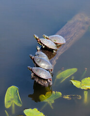 Turtle sitting on a log