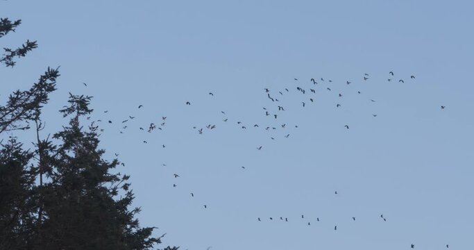 Flock of lapwing birds flying over trees high winds random flying formation