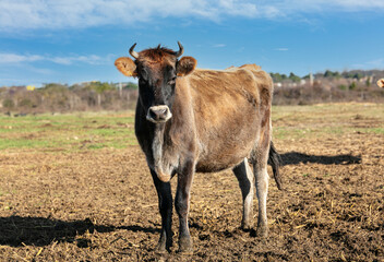 Jersaise dairy cow