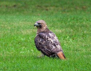 red tailed hawk